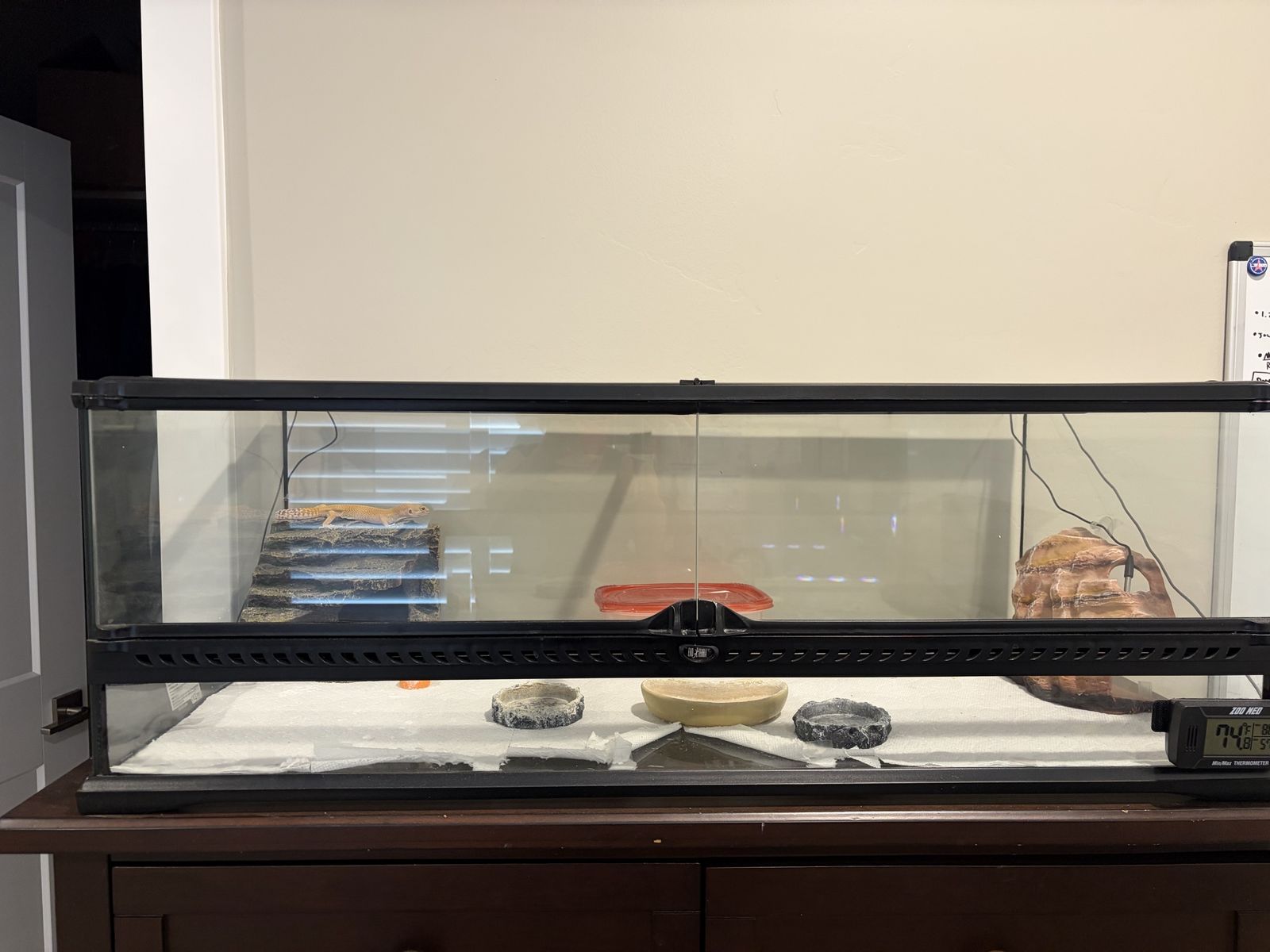 Large sparking clean terrarium-like new