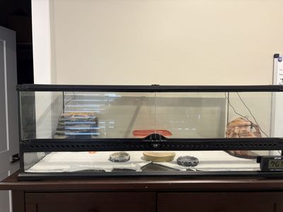 Large sparking clean terrarium-like new