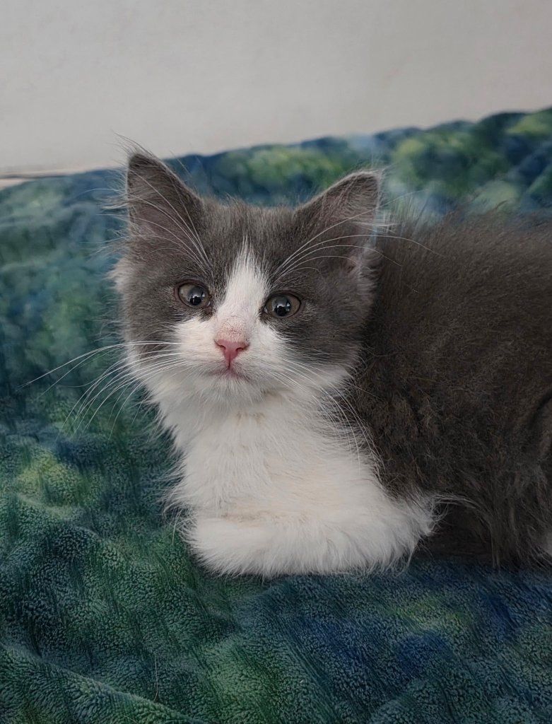 Fluffiest Kitten Ready to Find Her New Home