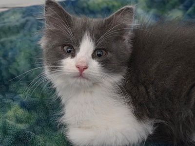 Fluffiest Kitten Ready to Find Her New Home