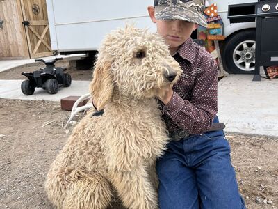 1yr old labradoodles