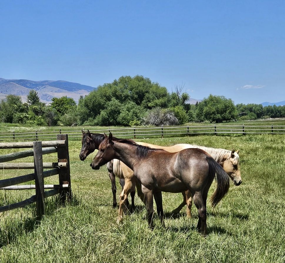 Dashing in Denims AQHA Blue Roan Yearling Gelding:  Foundation bred King Fritz & Hancock