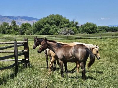 Dashing in Denims AQHA Blue Roan Yearling Gelding: Foundation bred King Fritz & Hancock