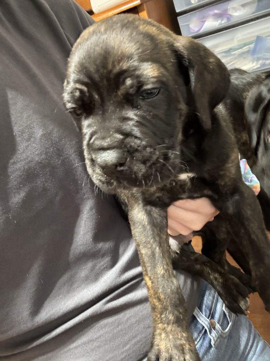 Cane corso puppies