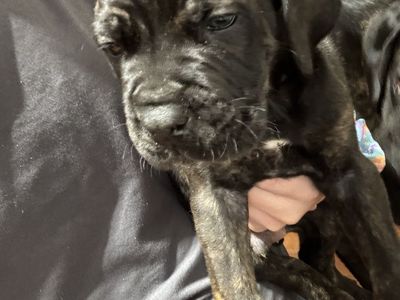 Cane corso puppies