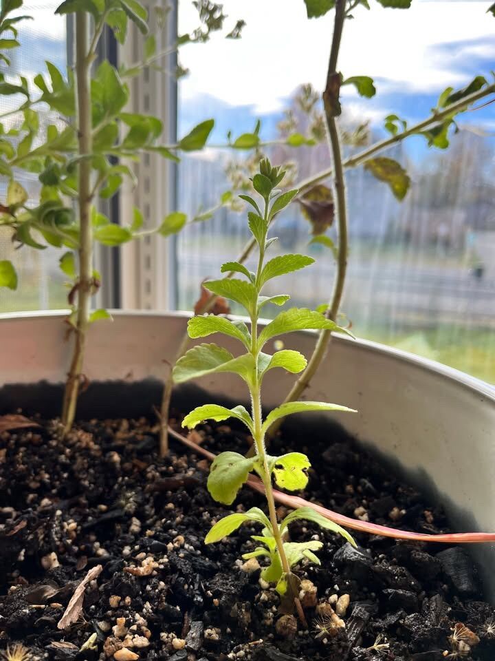 Stevia Seeds - Heirloom