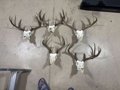 5 European Mount Texas Whitetail deer