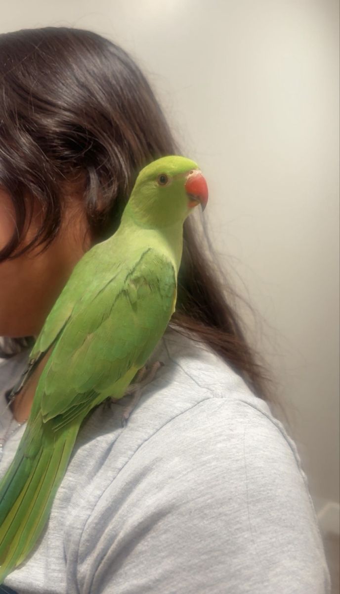 Ringnecks