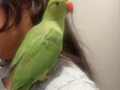 Ringnecks