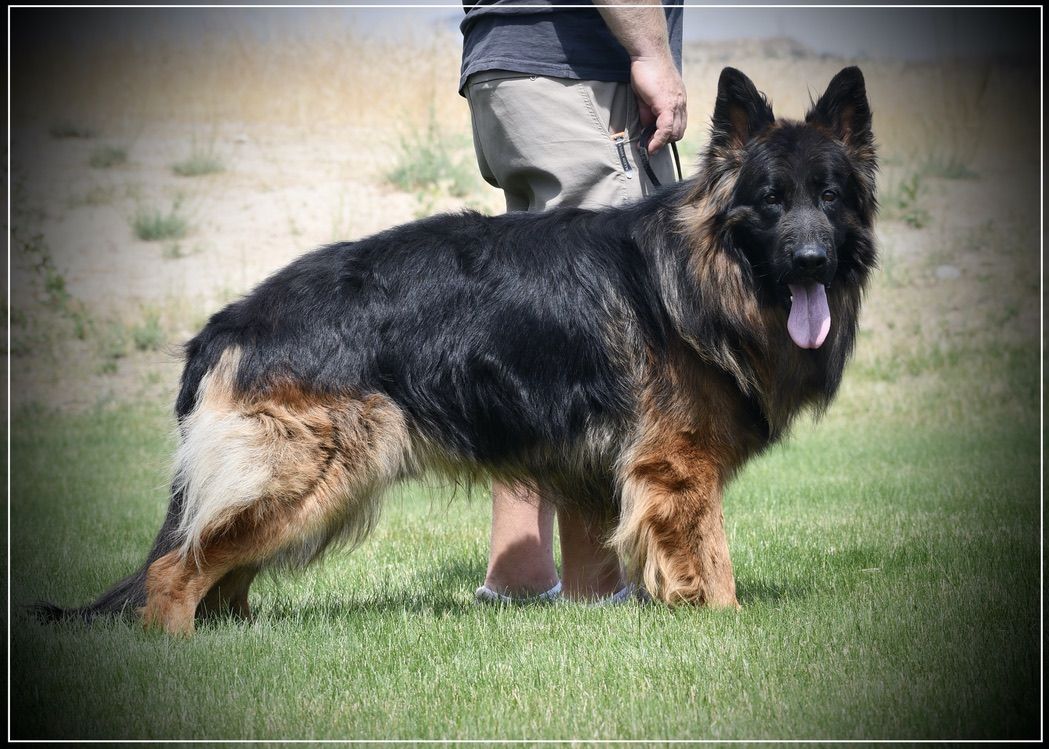 2 year old GSD