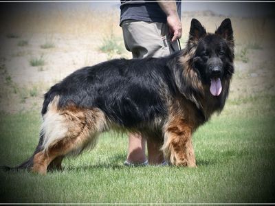 2 year old GSD
