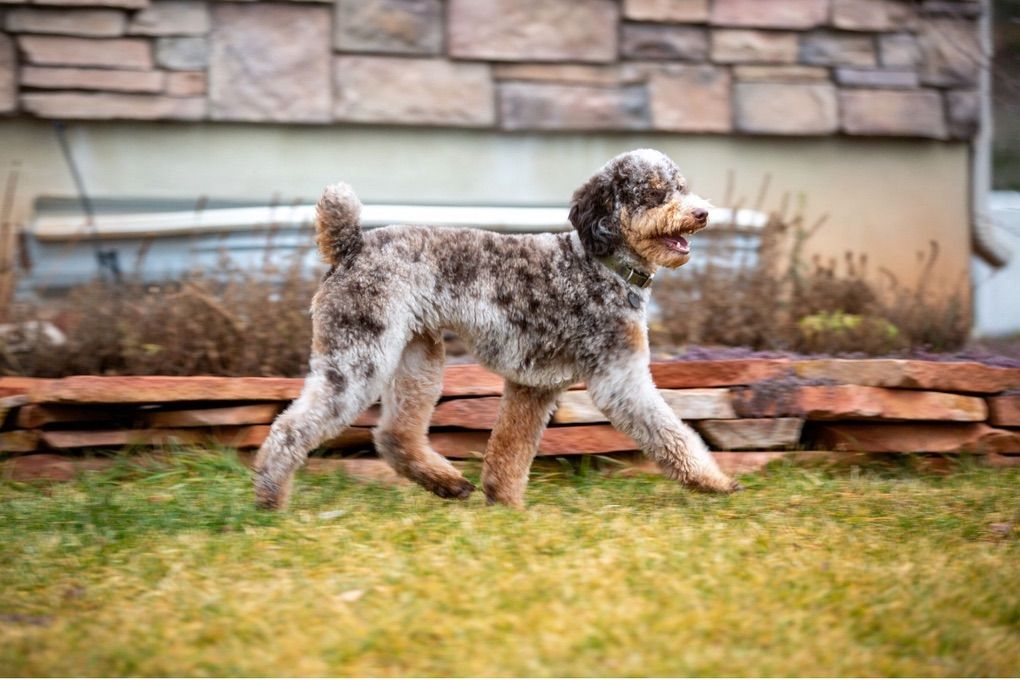 AKC Chocolate Tri Roan Merle Poodle