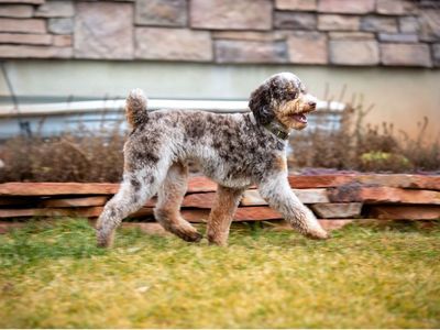 AKC Chocolate Tri Roan Merle Poodle