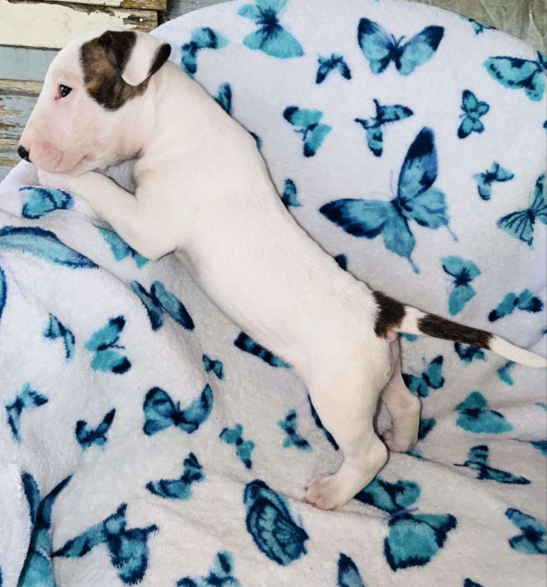 Purebred Bull Terrier Puppies