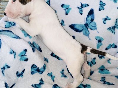 Purebred Bull Terrier Puppies