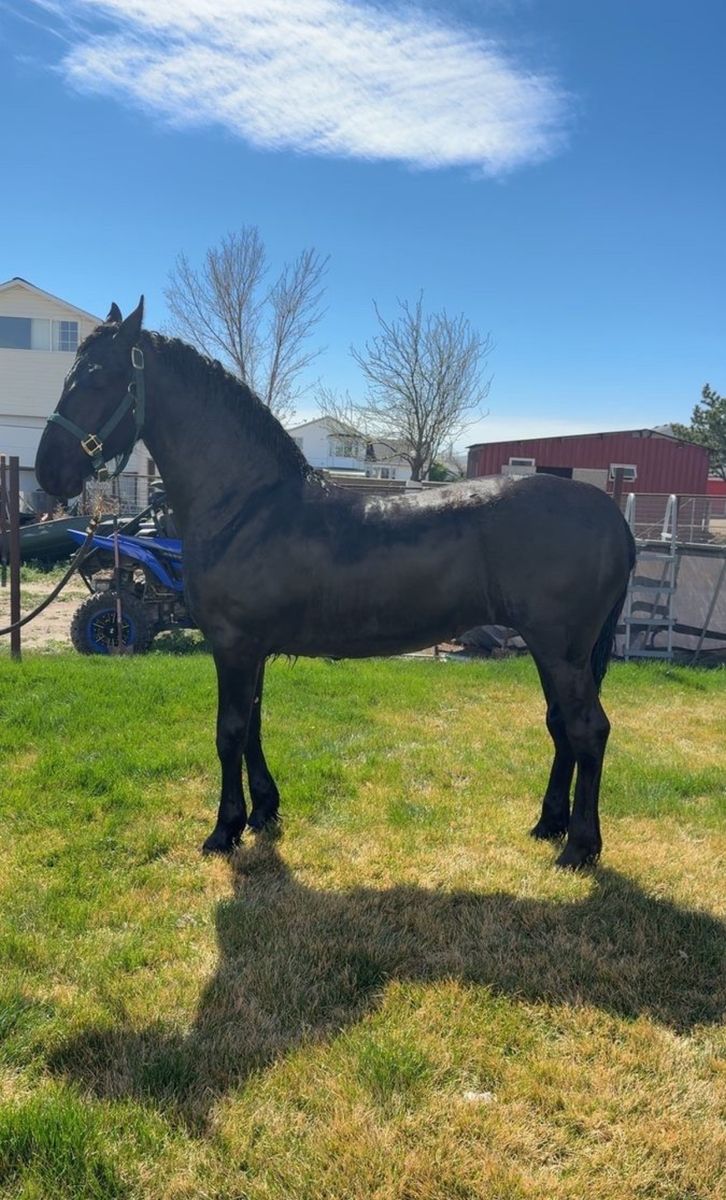 Friesian Filly, FHANA registered