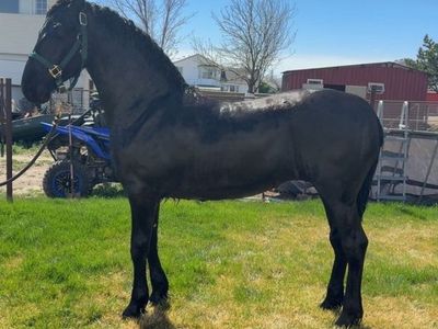 Friesian Filly, FHANA registered