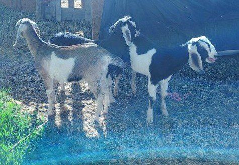 Pure breed Nubian Bucks