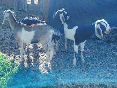 Pure breed Nubian Bucks