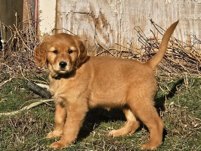 Only 1 Left! AKC Red Female Golden Retriever Puppy