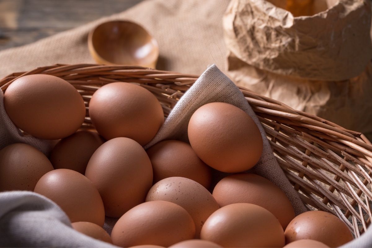 8 dozen fresh free range chicken eggs