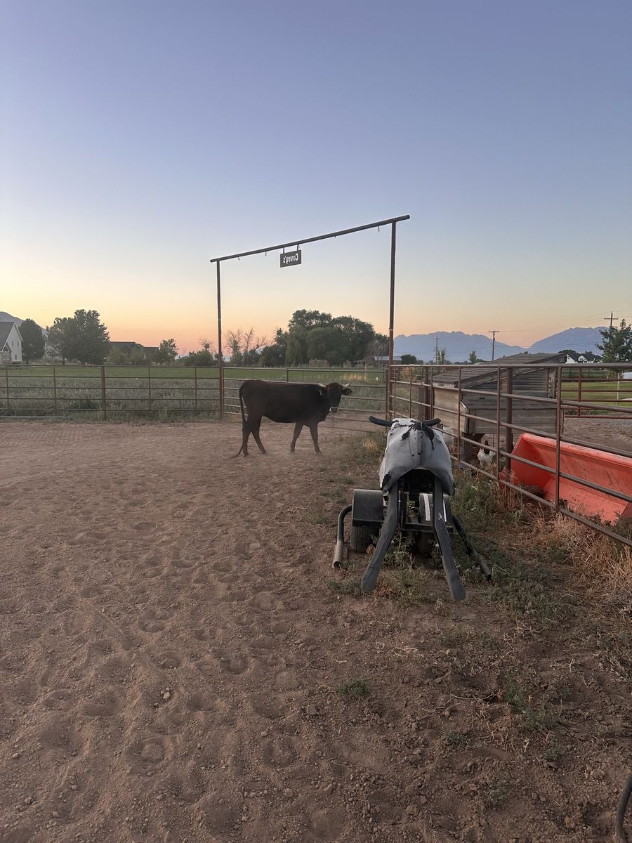 Cattle Livestock - 1 pair, 2 cows, and a steer for sale