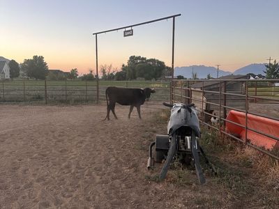Cattle Livestock - 1 pair, 2 cows, and a steer for sale