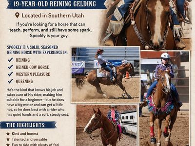 Reining Horse