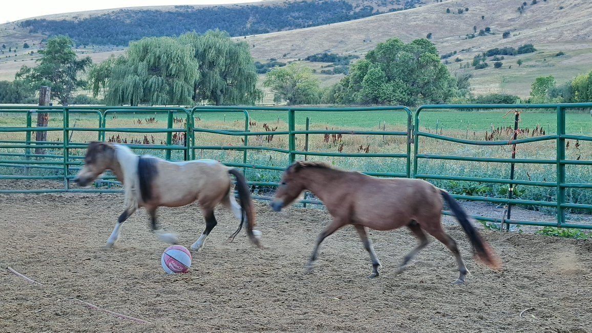 Bay Varnish LP mini stallion