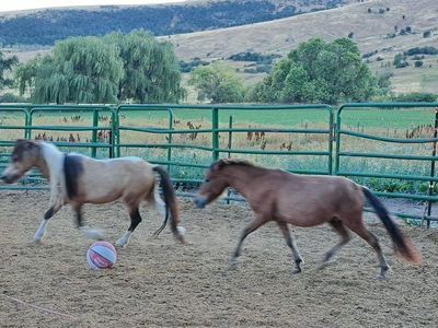 Bay Varnish LP mini stallion