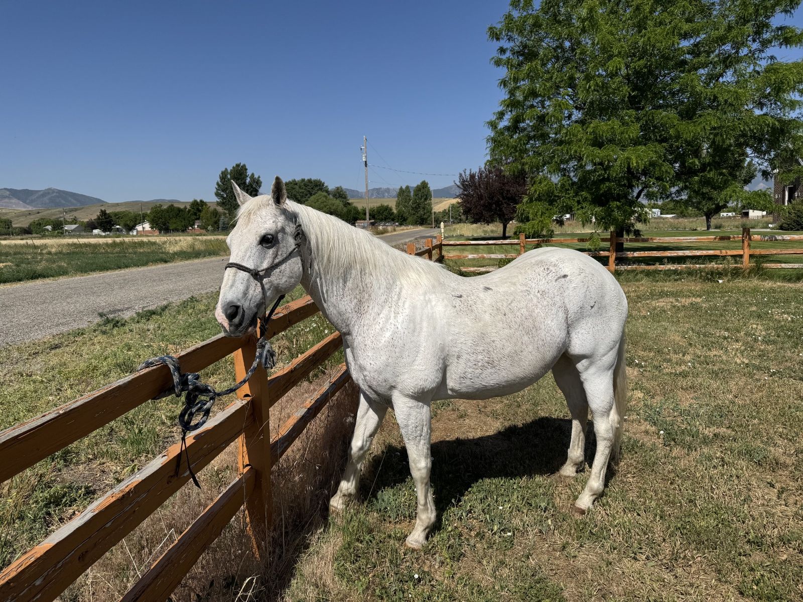 Gelding - 12 yrs old