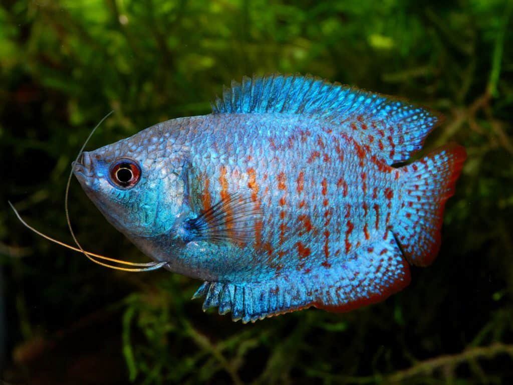 Dwarf Gourami - Vibrant Blue & Red Freshwater Aquarium Fish