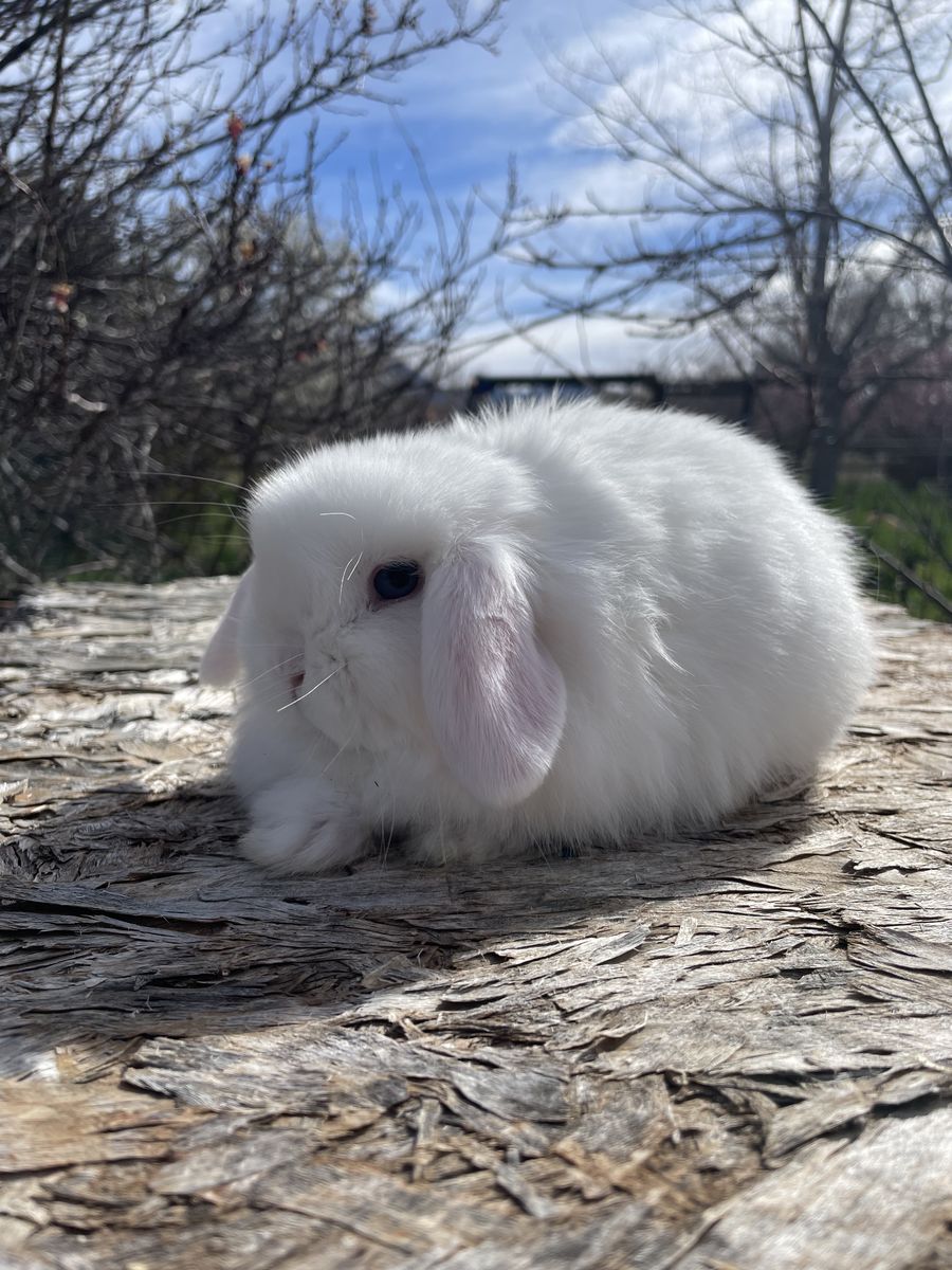 Baby Holland Lop Buck