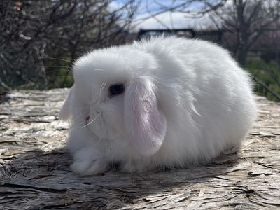 Baby Holland Lop Buck