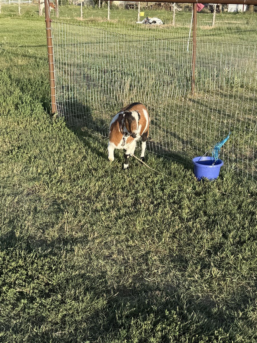 2 Wether Goats