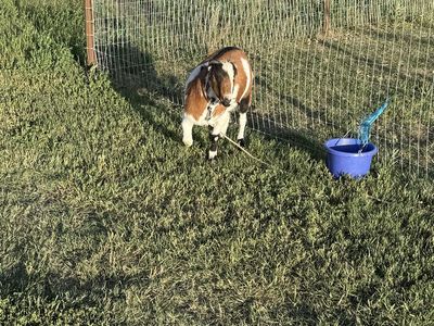 2 Wether Goats