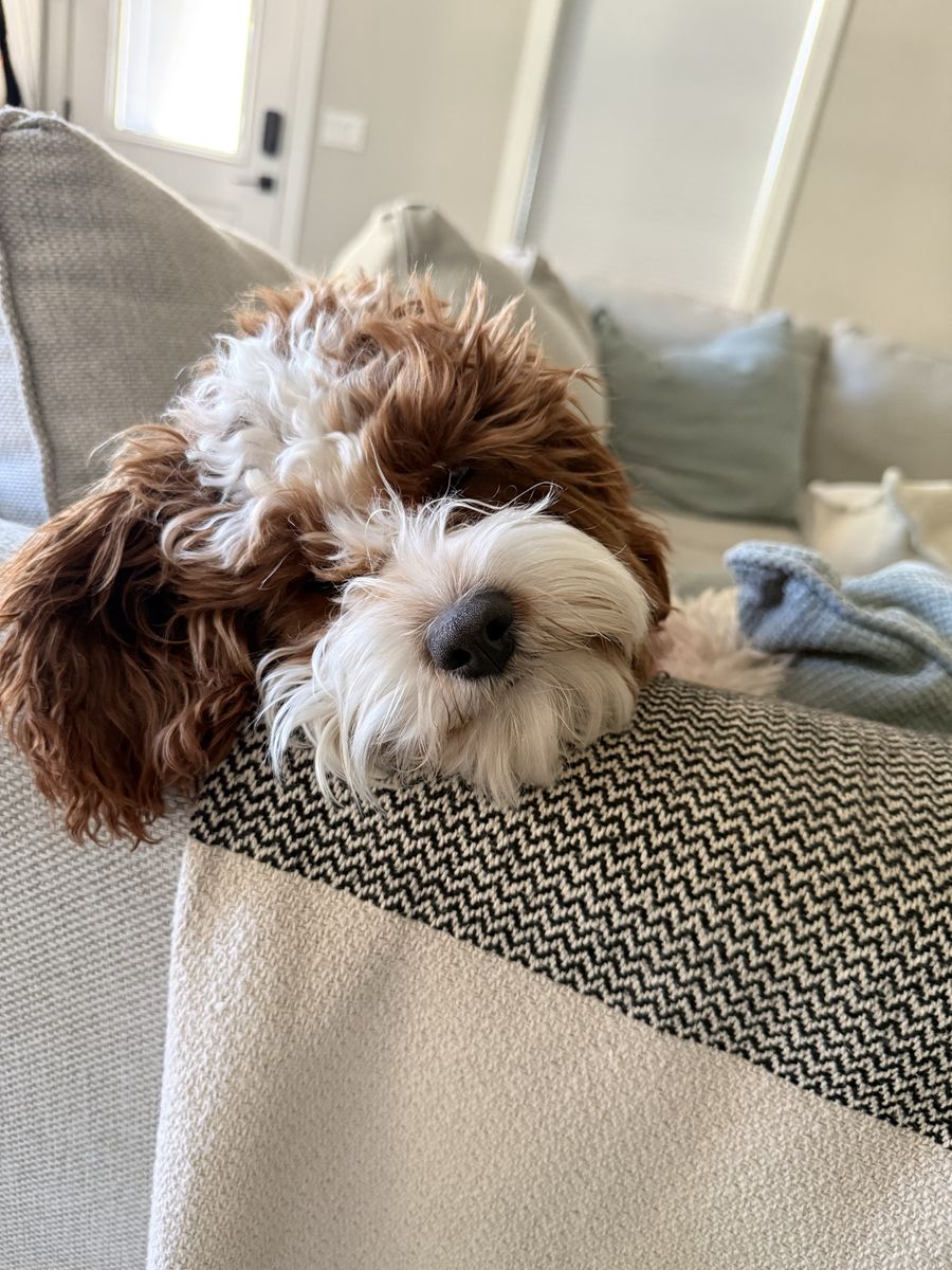 Adorable miniature Cavapoo Puppy