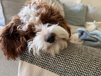 Adorable miniature Cavapoo Puppy