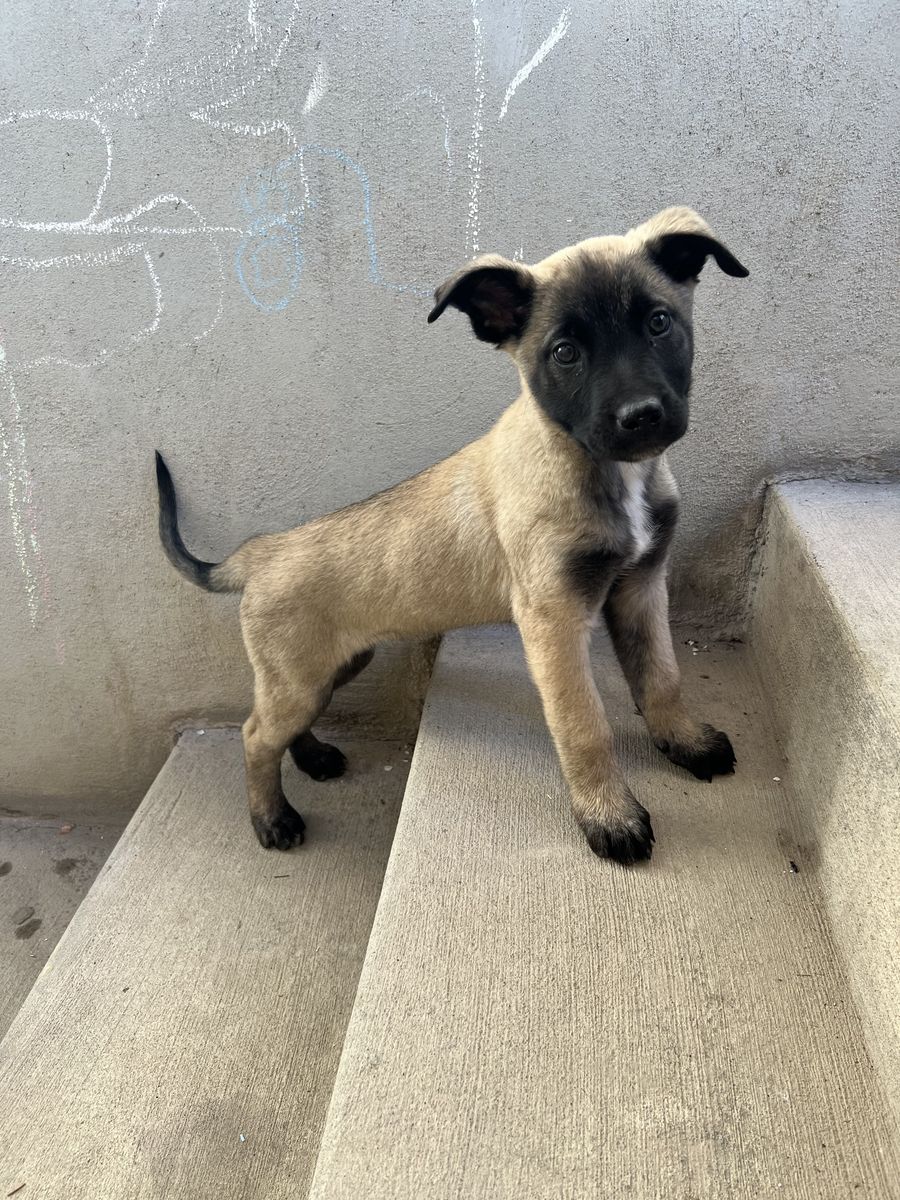 Belgian Malinois Puppy
