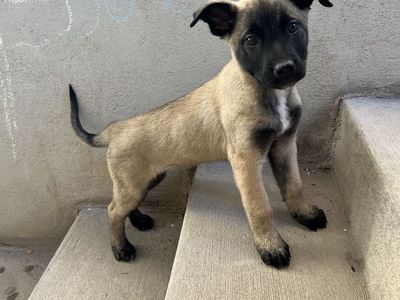 Belgian Malinois Puppy