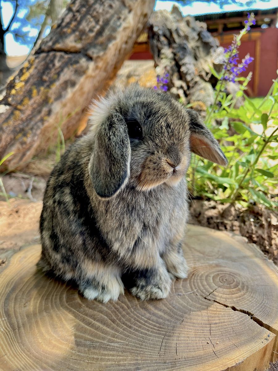 Pedigree holland lop doe