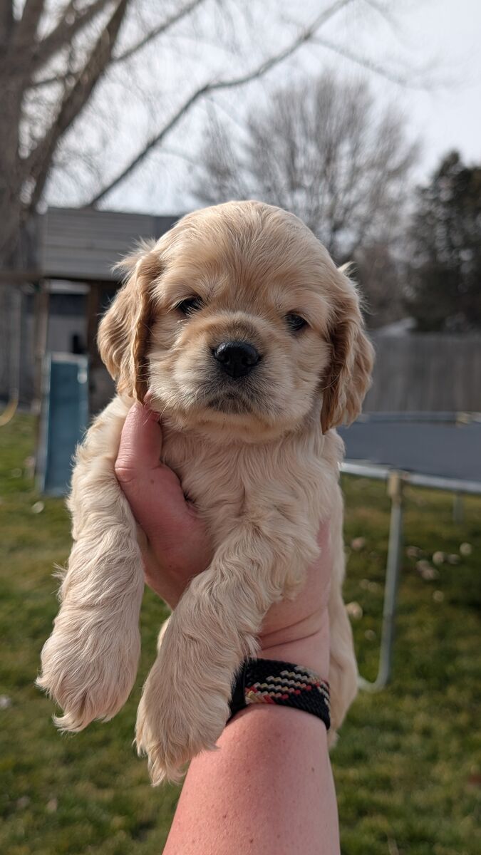 Cocker Spaniel Puppies