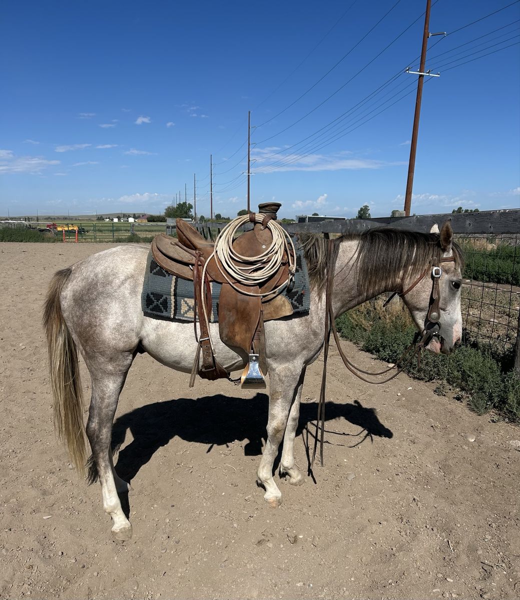 2 year old gelding