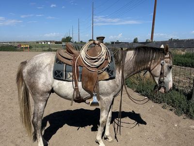 2 year old gelding