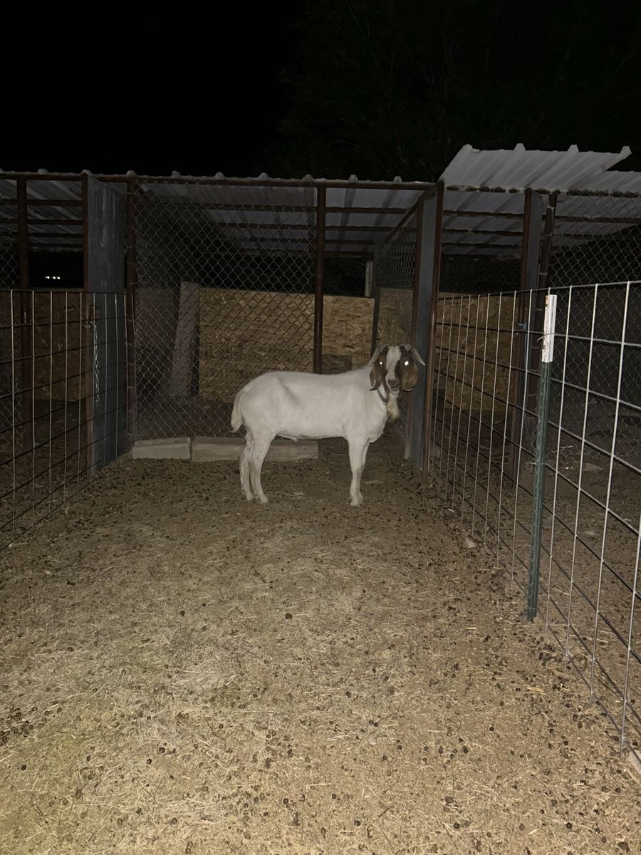 Boer buck