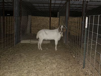 Boer buck