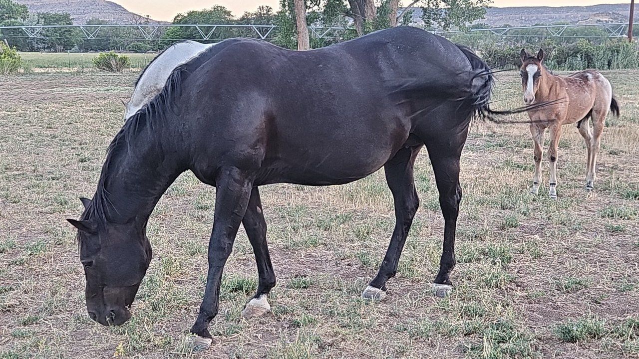 3n1 or a 2n1 Turks Miss Smoky  Broodmare