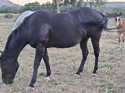 3n1 or a 2n1 Turks Miss Smoky Broodmare