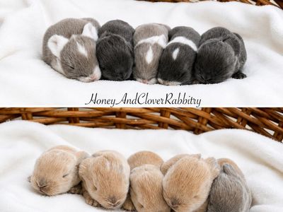 Purebred Holland Lop Baby Bunny Rabbits