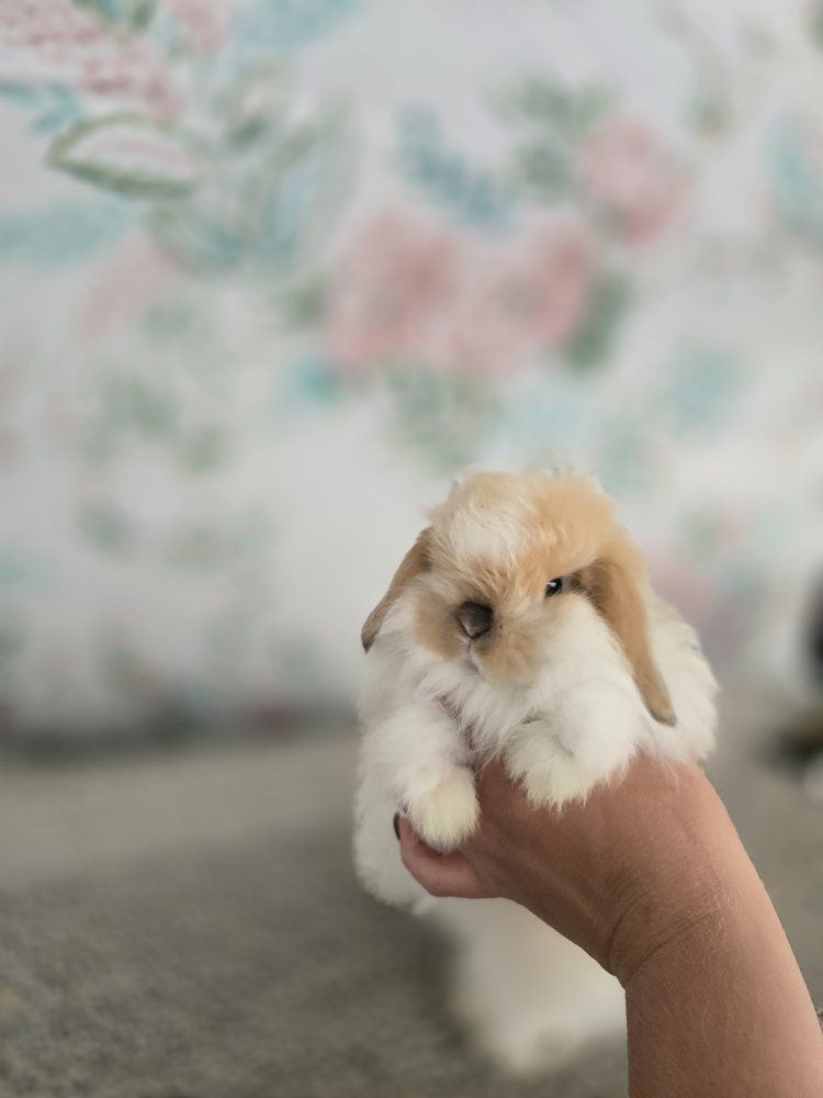  Fuzzy holland lop buck